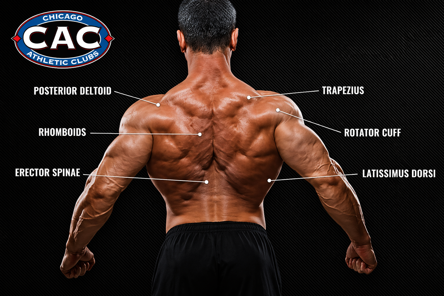 Key back muscles targeted in training