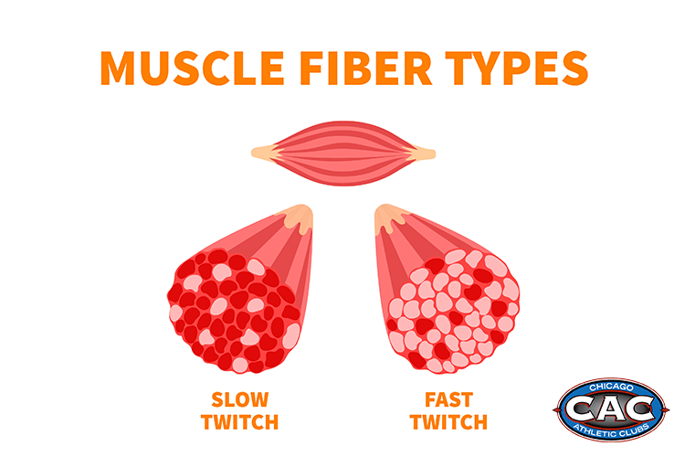 muscle fiber types